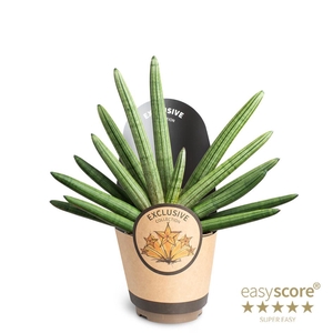 SANSEVIERIA BONCELLENSIS p14 starfish paper