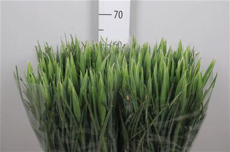 <h4>Iris Hong Kong</h4>