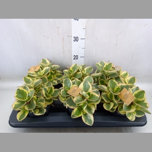Peperomia obt. 'Obtipan Bicolor'