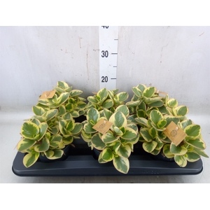 Peperomia obt. 'Obtipan Bicolor'
