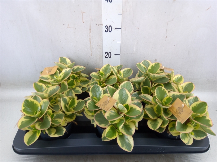 <h4>Peperomia obt. 'Obtipan Bicolor'</h4>