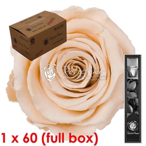 30cm Stem Cha01 Bulk