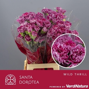 DI ST Wild Thrill SEL