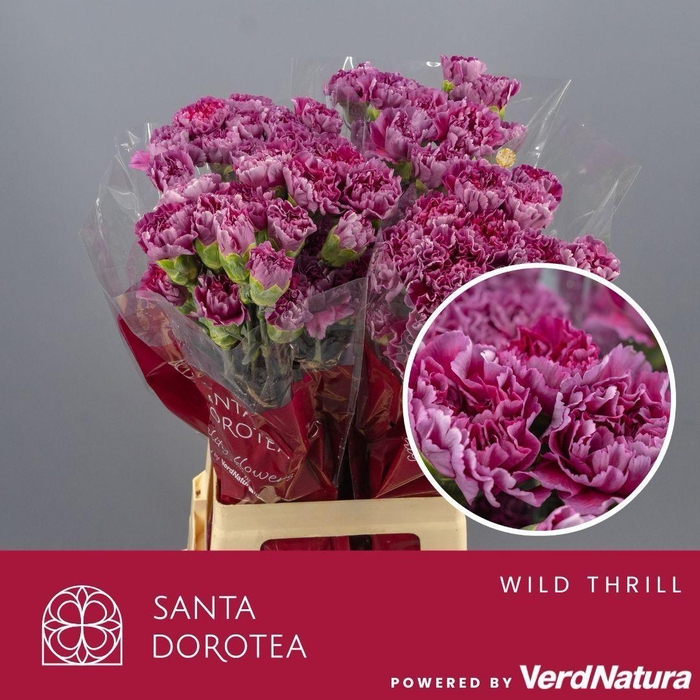 <h4>DI ST Wild Thrill SEL</h4>