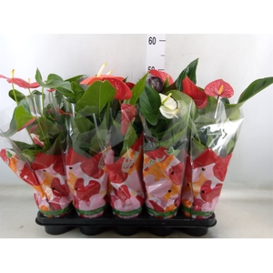 Anthurium   ...mix 4