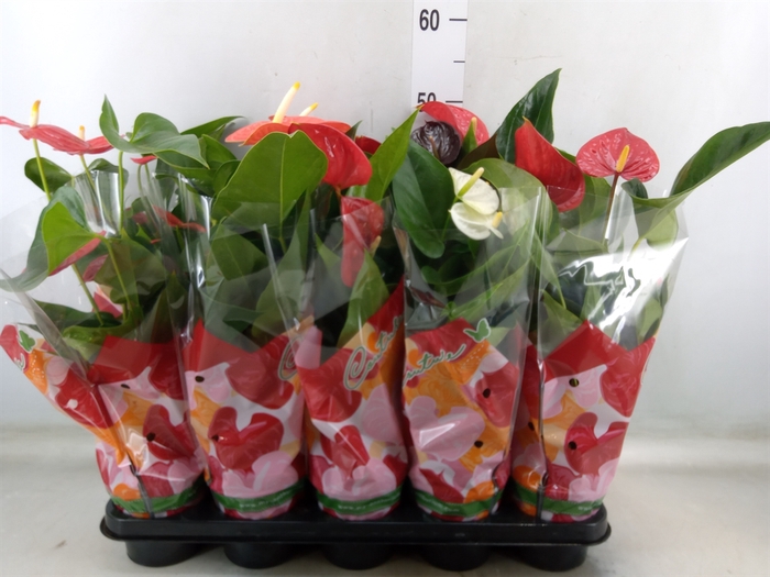 <h4>Anthurium   ...mix 4</h4>