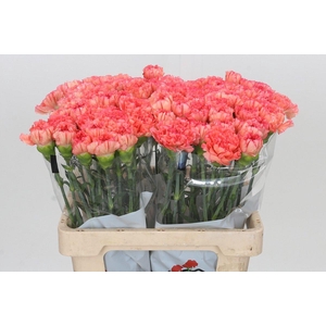 Dianthus St Goopy Geer