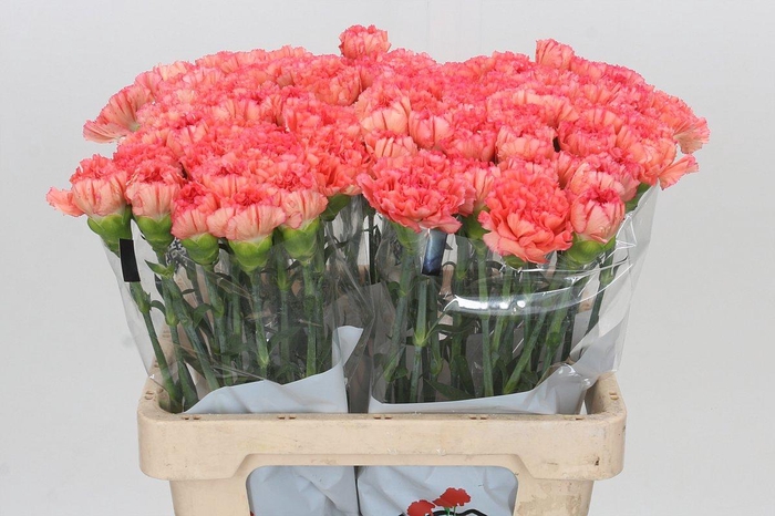 <h4>Dianthus St Goopy Geer</h4>