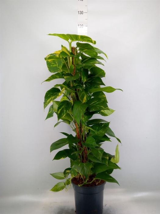 <h4>Epipremnum pinn.   ...moss stick</h4>