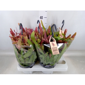 Rhipsalis   ...