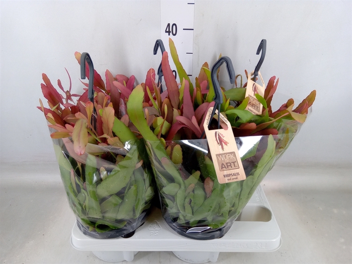 <h4>Rhipsalis   ...</h4>