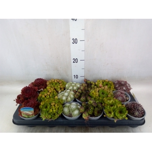 Sempervivum   ...mix