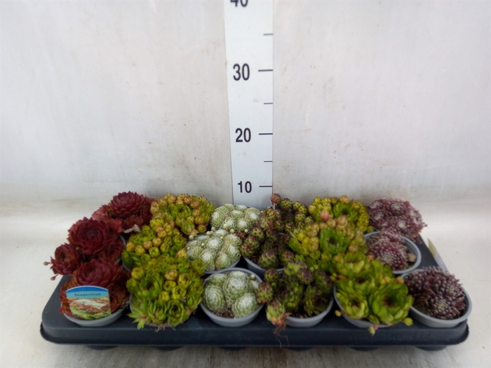 <h4>Sempervivum   ...mix</h4>