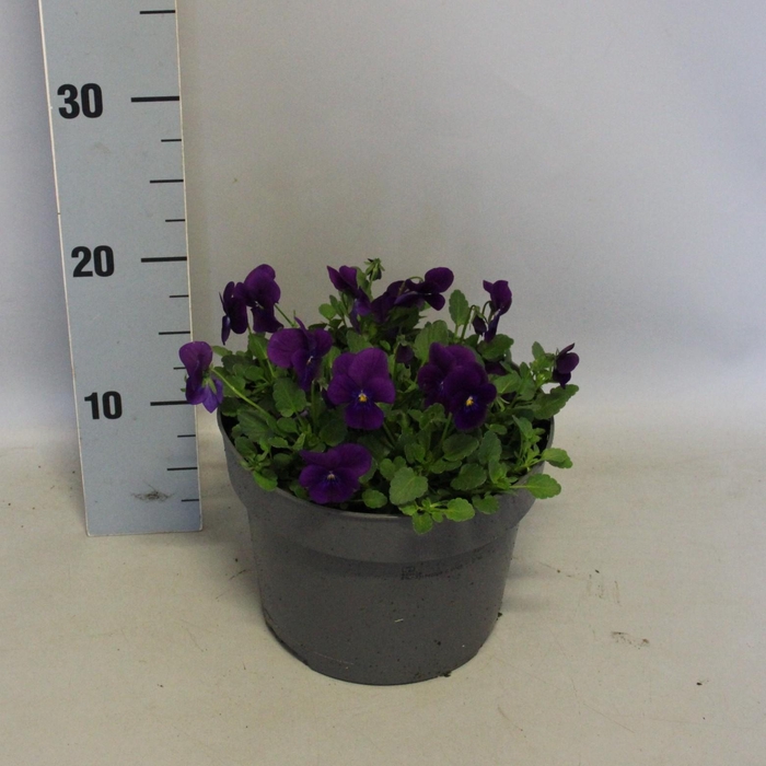 <h4>Viola cornuta 19 cm mix Purple/Violet</h4>
