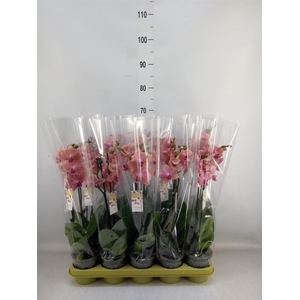 Phalaenopsis  'FC Pirate Picotee'