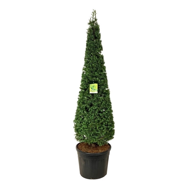 <h4>Larix kaempferi</h4>