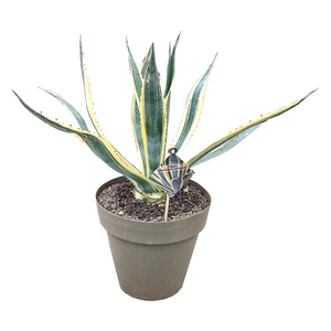 Agave Americana Variegata