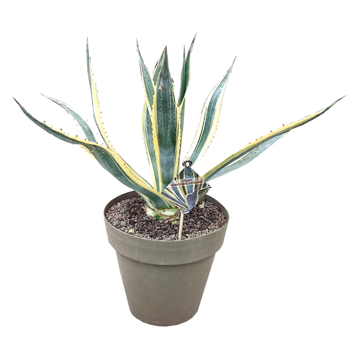 <h4>Agave Americana Variegata</h4>