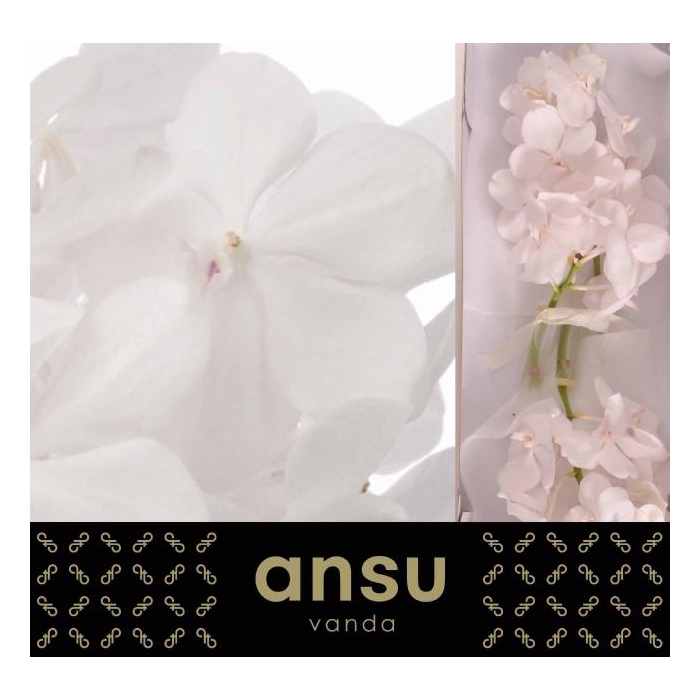 <h4>Vanda Tayan Diam Whi</h4>