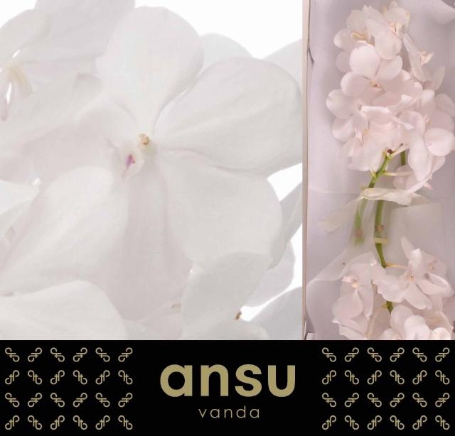 Vanda Tayan Diam Whi