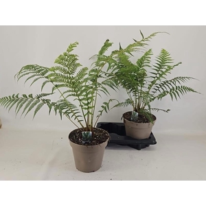 DICKSONIA ANTARCTICA