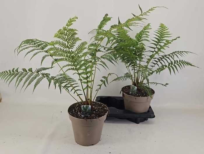 <h4>DICKSONIA ANTARCTICA</h4>