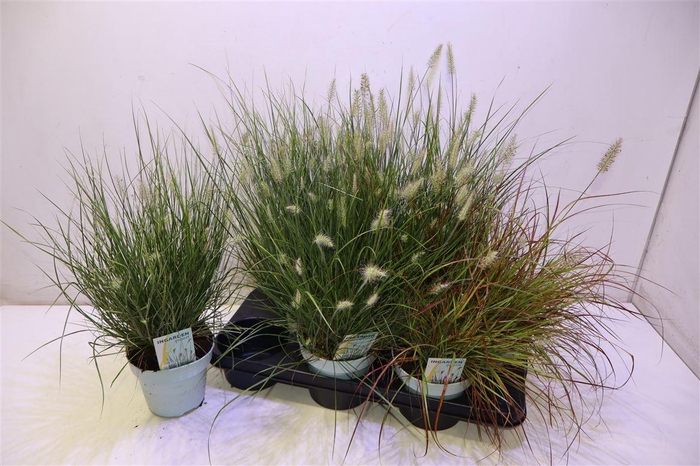 <h4>Penni Alopecuroides Mix In Tray</h4>