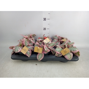 Episcia   ...