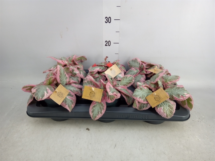 <h4>Episcia   ...</h4>