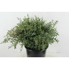 EUC PARVIFOLIA 150GR SHORT
