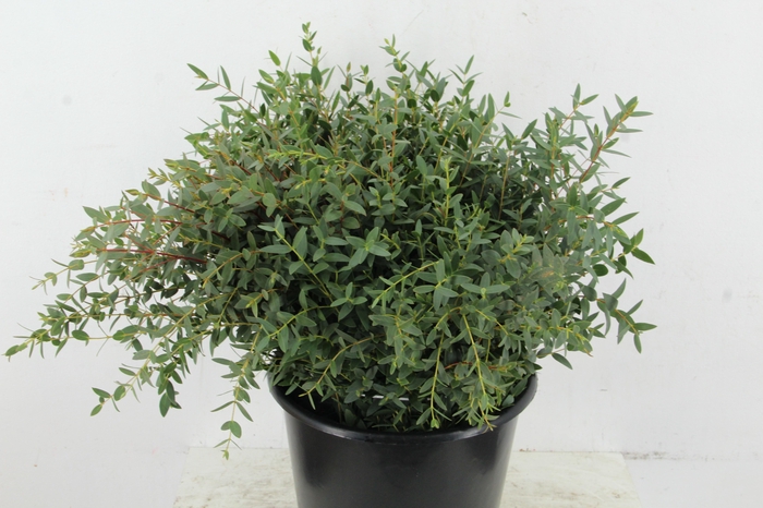 EUC PARVIFOLIA 150GR SHORT