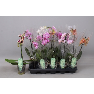 PHAL MF GEM 5 KL