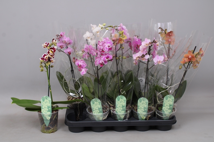 <h4>PHAL MF GEM 5 KL</h4>