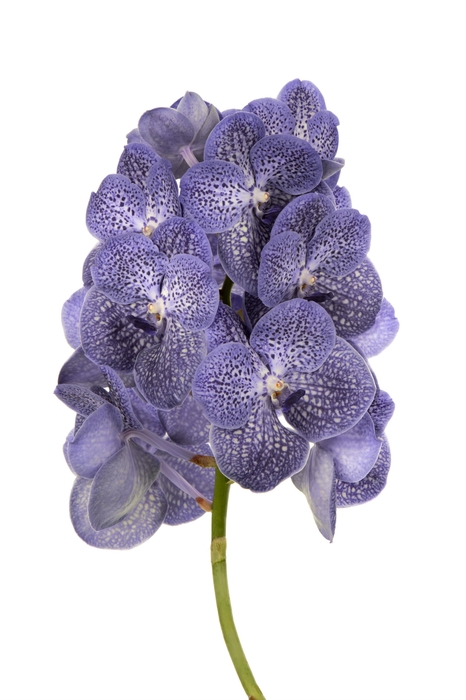 <h4>Vanda Blue Spot 800</h4>