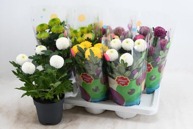 <h4>CHRYS FP GEM</h4>