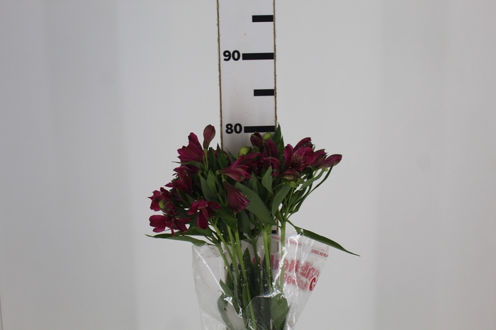 <h4>ALSTROEMERIA NAPOLI 080 CM</h4>