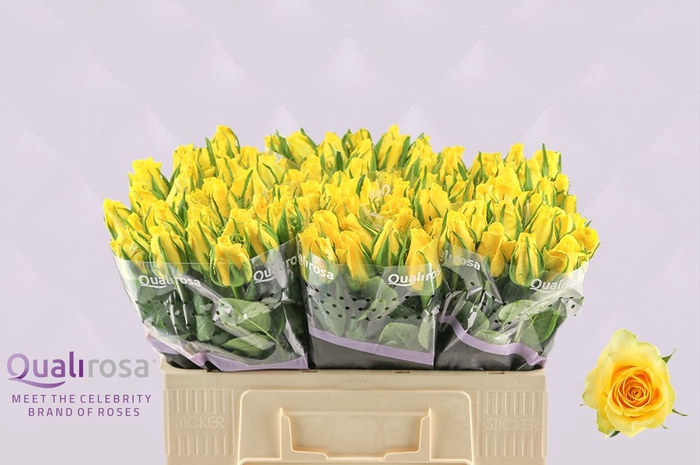 <h4>Rosa large moonwalk</h4>