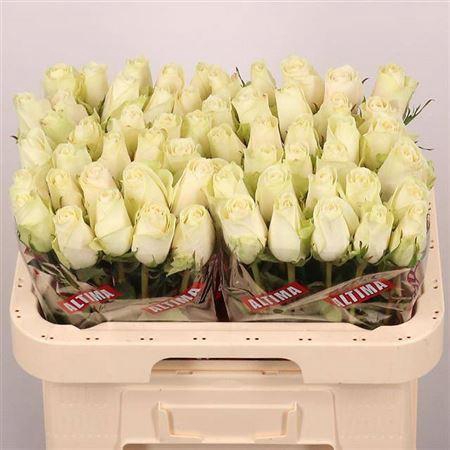 <h4>R Gr Athena</h4>