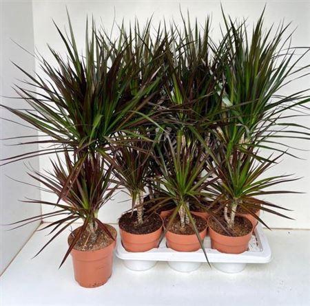 <h4>Dra Marg Magenta 3010</h4>