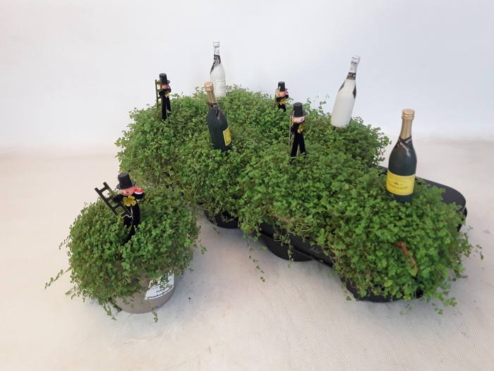 <h4>SOLEI SOL GROEN</h4>