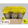 Chr San Madiba Ringa Yellow Monnikenwaard
