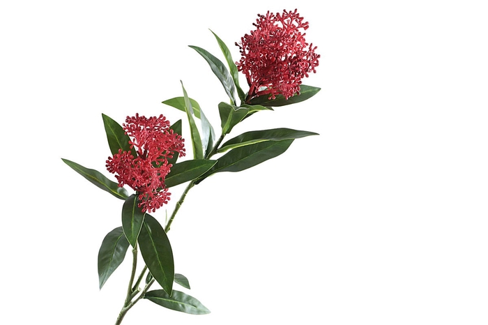 <h4>Skimmia Spray Red</h4>