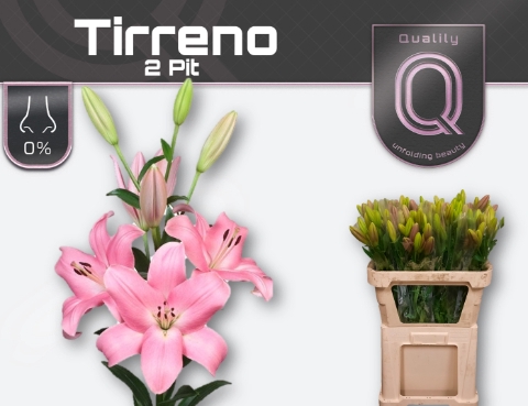 <h4>LI LA TIRRENO 2pit</h4>