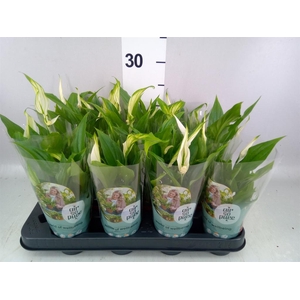 SPATHIPHYLLUM  'PEARL CUPIDO' AIR S