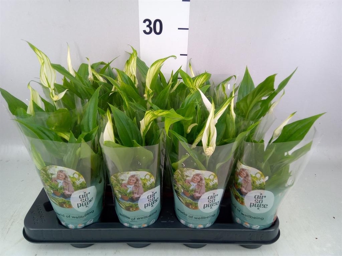 <h4>SPATHIPHYLLUM  'PEARL CUPIDO' AIR S</h4>