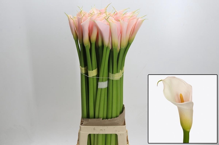 <h4>ZANT AE EYD SALMON</h4>