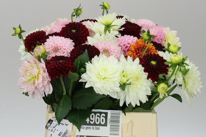 <h4>Dahlia Gem In Bos</h4>