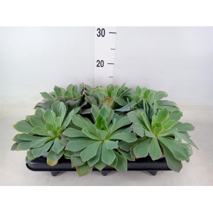 Echeveria   ...