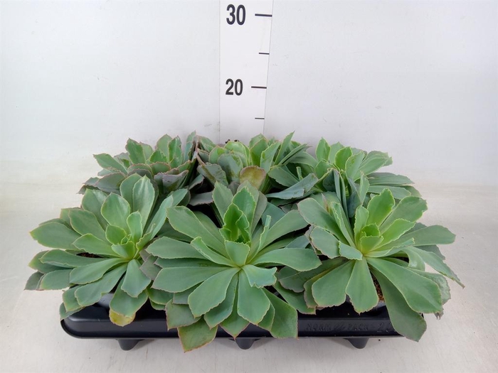 <h4>Echeveria   ...</h4>