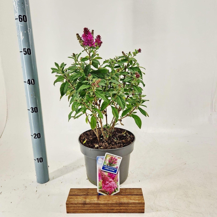 <h4>Buddleja Butterfly Candy Gemengd</h4>